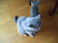 A Herd of British Shorthair Cats