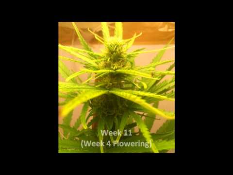how to grow kc33