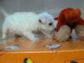 videos de Westy Macho STA REF:194