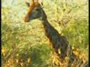 Female Giraffe 07-06-08 4.19 pm CAT