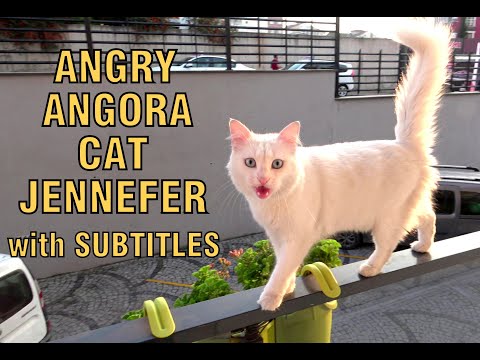 Naughty Angora cat Jennefer