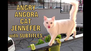 Naughty Angora cat Jennefer
