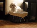 Maltipoo - Shellie is stuck in the basket Maltipoo - Shellie is stuck in the basket