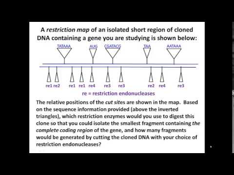 how to isolate restriction enzymes