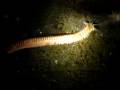 Play with Bobbit Worm 1海怪 in Lembah