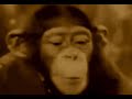 The Remipeds : Hawaii 5-0 (PG) The Remipeds : Hawaii 5-0 (PG)