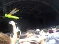 E-Music 2006 - Infected Mushroom - Goiania - Goias - Brazil