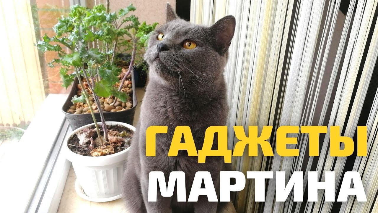 ГАДЖЕТЫ И ИГРУШКИ ДЛЯ КОТА . Чем кормим БРИТАНЦА? Поилка xiaomi и миска petkit
