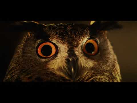 Image de prévisualisation YouTube