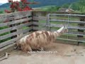 Lama Geburt / Alpaca birth
