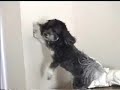 See video