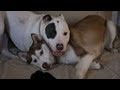 LAIKA'S VALENTINE