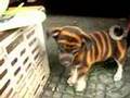 Wuxi China Bengal Dog