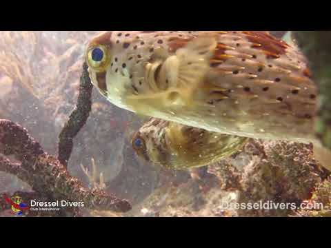 Scuba Diving in Puerto Aventuras On June 22th_B�v�rkod�s