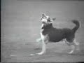 Real Schutzhund c2