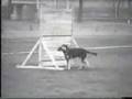 Real Schutzhund c2