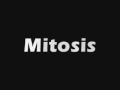 mitosis