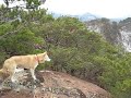 It`s national monument JINDO dog ant viewof korea WONJU city It`s national monument JINDO dog ant viewof korea WONJU city