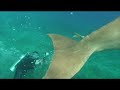Syrena DUGONG,