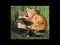 Tutto l'universo obbedisce all'amore