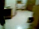 CEL+.wmv CEL+.wmv