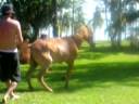 Nando caindo do cavalo 2