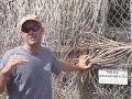 4 Tigers Rescued- Big Cat TV