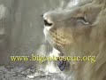 4 Tigers Rescued- Big Cat TV