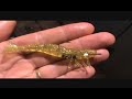 Grilled Shrimp pegged with Garlic.wmv