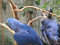Blue Love Birds