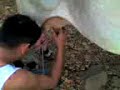 Milking Cows