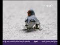mp3-online.co.il_ موسيقى حزينه , اغاني حزينه , حزن
