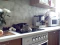 Разговорчивый кот
