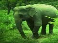 Impressions of Sri Lanka 1984 (1/2)