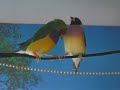 Gouldian Courtship Dance