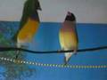 Gouldian Courtship Dance