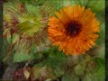 Antonin Dvorak~String Quartet N 12 F major~American~op 96~Neuquen,Patagonia,Argentina