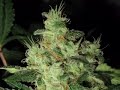 Motavation - Magus Genetics