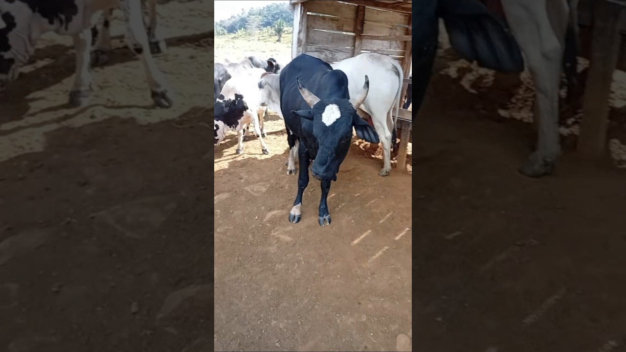 olha o nariz desse boi
