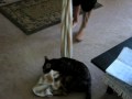 Bengal towel surfing...part 3!