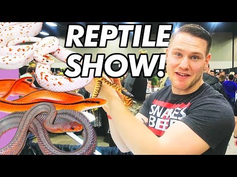 YouTube reptile video