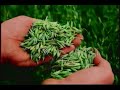 Food As Medicine - Michael Phillips - ECU#556