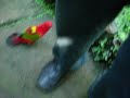 Bird Attack #1 Bird Attack #1