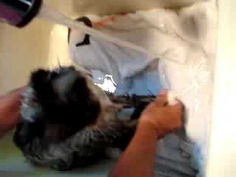 How to Bathe a Cat 0 How to Bathe a Cat