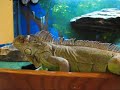 Tour my iguana\