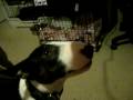 videos de blowdyerattack