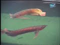 Galeri Aqua - Arowana (2/3)