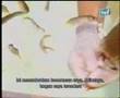 Galeri Aqua - Arowana (2/3)