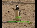 Pingüino Magallanes listo 2da. liberación 2008.SOCOBIOMA