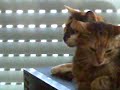 Der Katzenfl�sterer / The cat whisperer